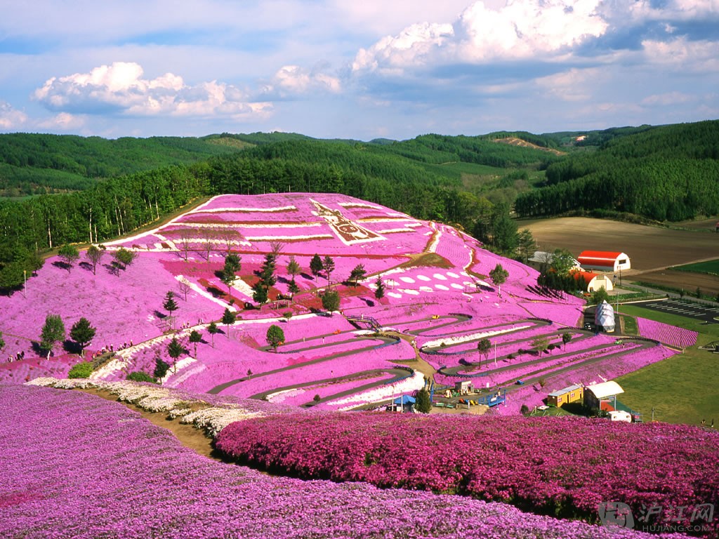 Spring-flowers-on-Hillside-Hokkaido-Japan